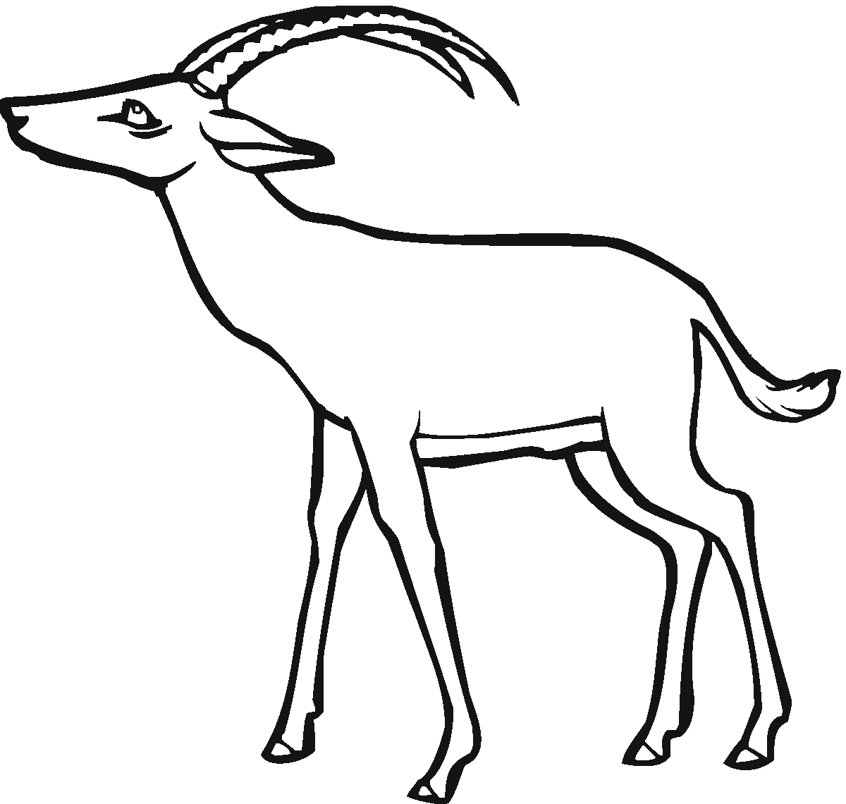 Antylopa, gazela, gnu kolorowanki